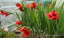 Gladiolus flanaganii