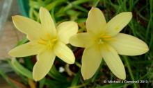 Zephyranthes Primulina