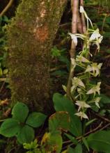 Platanthera chlorantha in deep shade