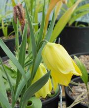 Fritillaria pyrenaica lutescens