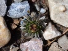 Draba aizoides