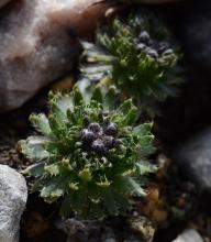 Draba dedeana