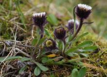 Erigeron humilis