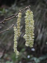 Hazel catkins