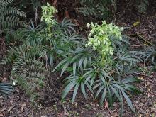 Helleborus foetidus