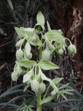 Helleborus foetidus