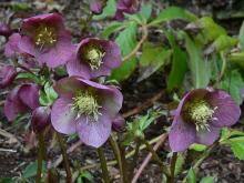 Helleborus hybridus dark