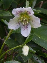 Helleborus hybridus white