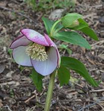 Helleborus hybridus seedling