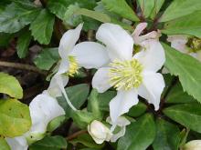 Helleborus niger