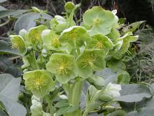 Helleborus x sternii