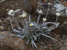 Celmisia semicordata x gracilenta