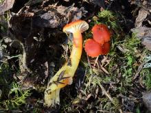 Hygrocybe