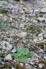 Plantago urvillei