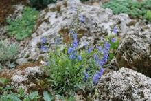 Penstemon virens