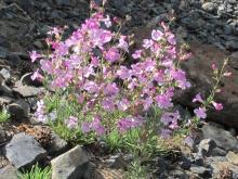 P. laricifolius from southern Wyoming