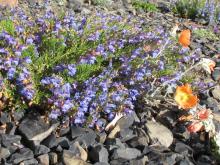 Penstemon I am too lazy to key out.