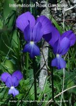 Viola heterophylla subsp. graeca