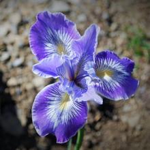 Iris innominata x Iris tenax First bloom seedling