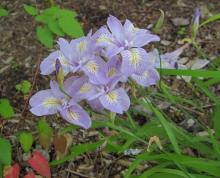 Iris gracilipes 'Cobblewood Charm'