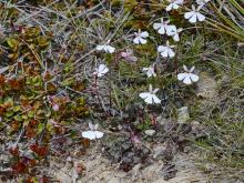 Lobelia linnaeoides