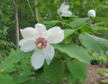 Magnolia sieboldii Korean Form