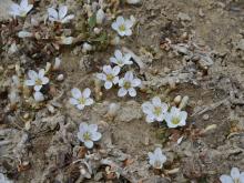 Montia sessiliflora flowers