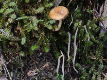 brown mushroom and coral fungi