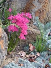 Nerine rosea