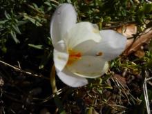 Crocus niveus