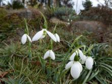 Galanthus elwesii