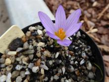 Crocus rujanensis