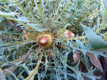 dryandra - Banksia