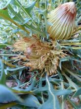 dryandra - Banksia