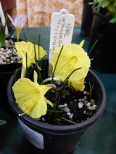 seedlings of Narcissus 'Mondieu'
