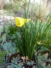 yellow Hoop Petticoat Daff seedling