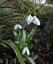 Galanthus maybe plicatus