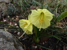 seedling Narcissus maybe from Ianmon