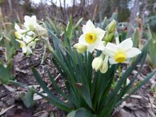 Narcissus tazetta cv