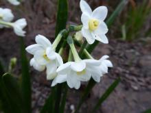 Narcissus tazetta hybrid