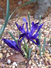 Iris Violet Beauty