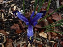 Iris Springtime