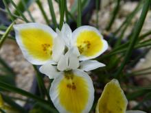 Moraea macronyx