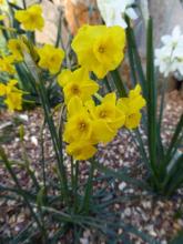Narcissus fernandesii ssp cordubensis