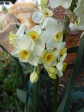 Narcissus 'Taztep'