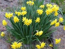 Narcissus 'Cloth of Gold' 8YY