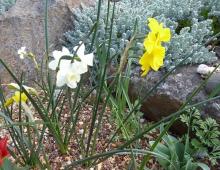 Narcissus."Glenbrook Jonnies" - mixed N.jonquill hybrids