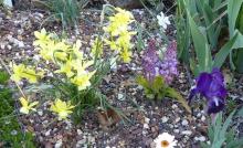 Narcissus triandrus hybrid