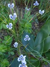 Moraea aristata