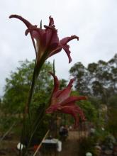 Gladiolus.liliaceus.daytime